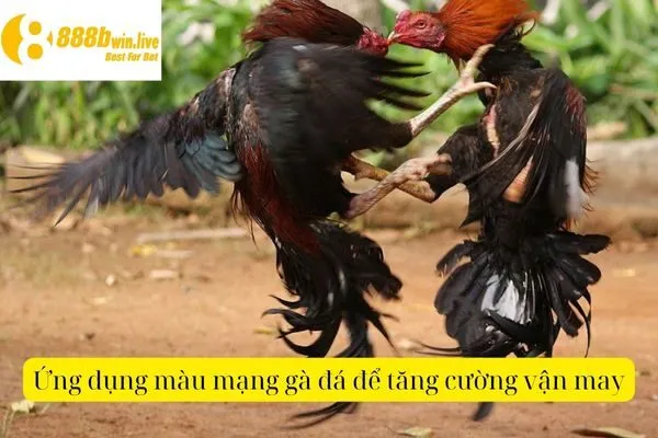 Màu Mạng Gà Đá – Bí Quyết Chọn Màu Phù Hợp Cho Gà Đá